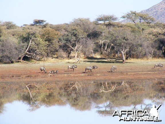 Blue Wildebeest