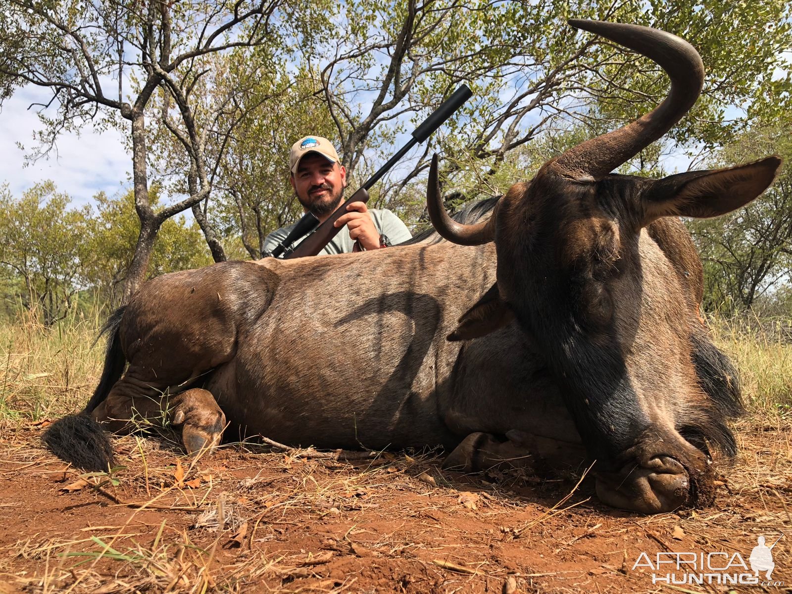 Blue Wildebeest