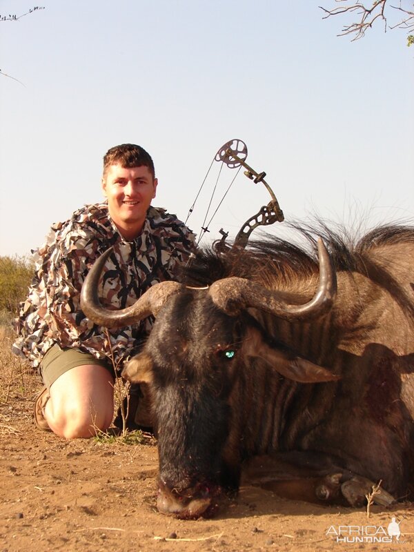 Blue Wildebeest