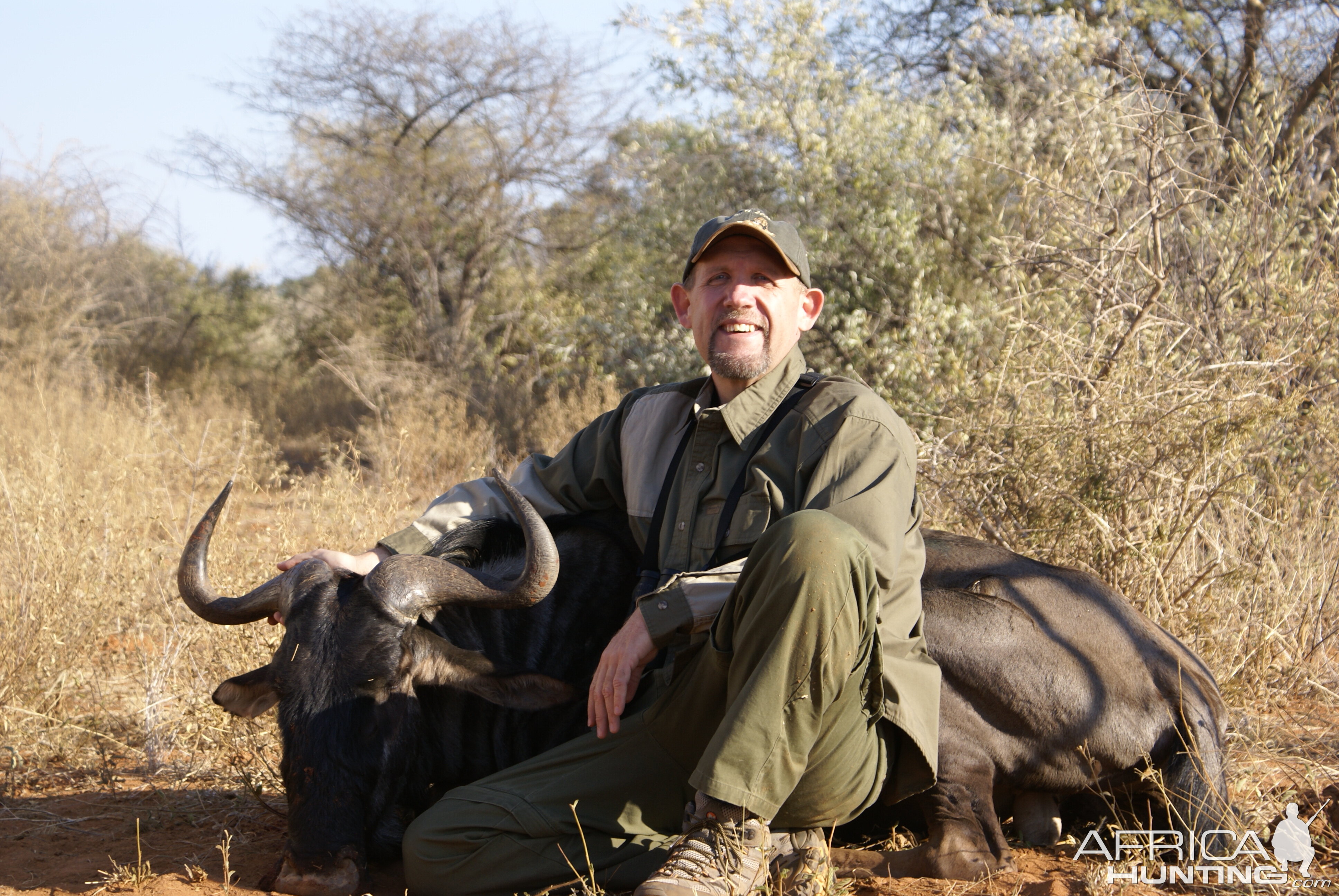 Blue Wildebeest