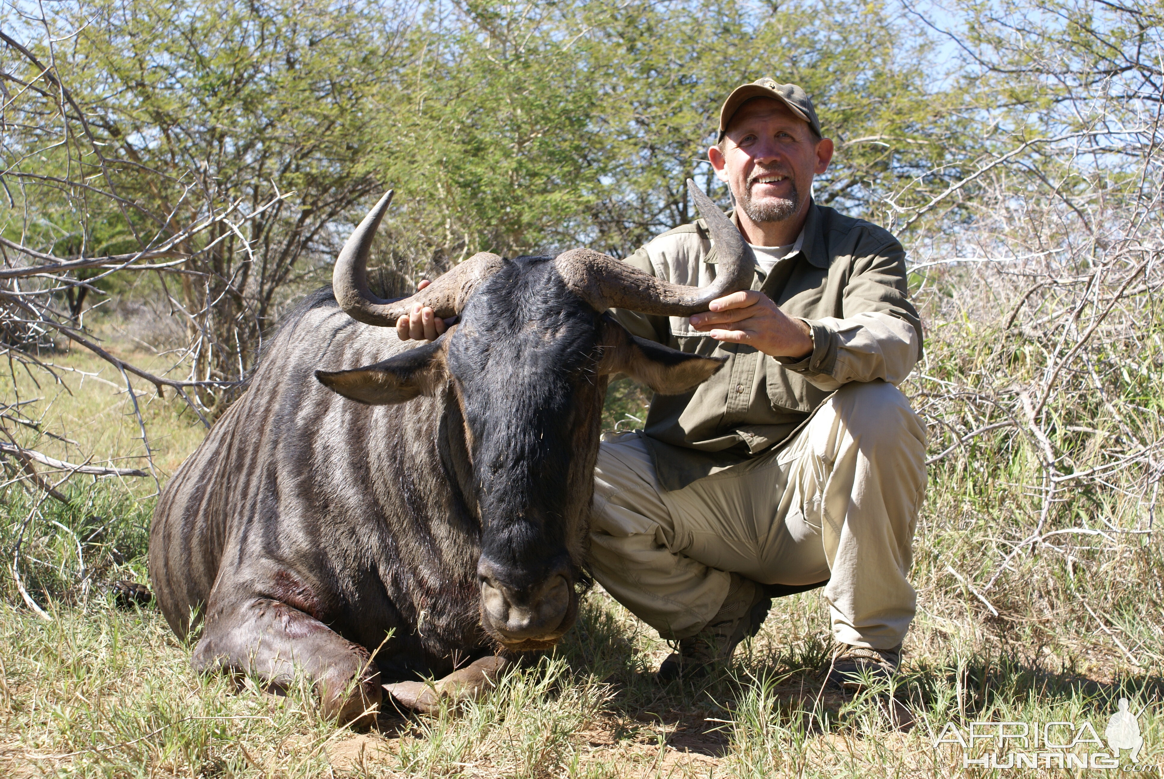 Blue Wildebeest