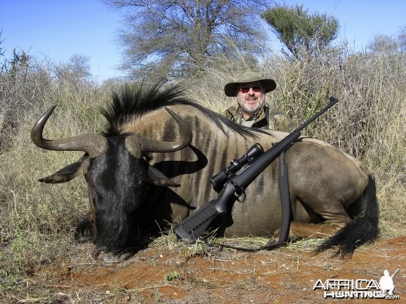 Blue Wildebeest