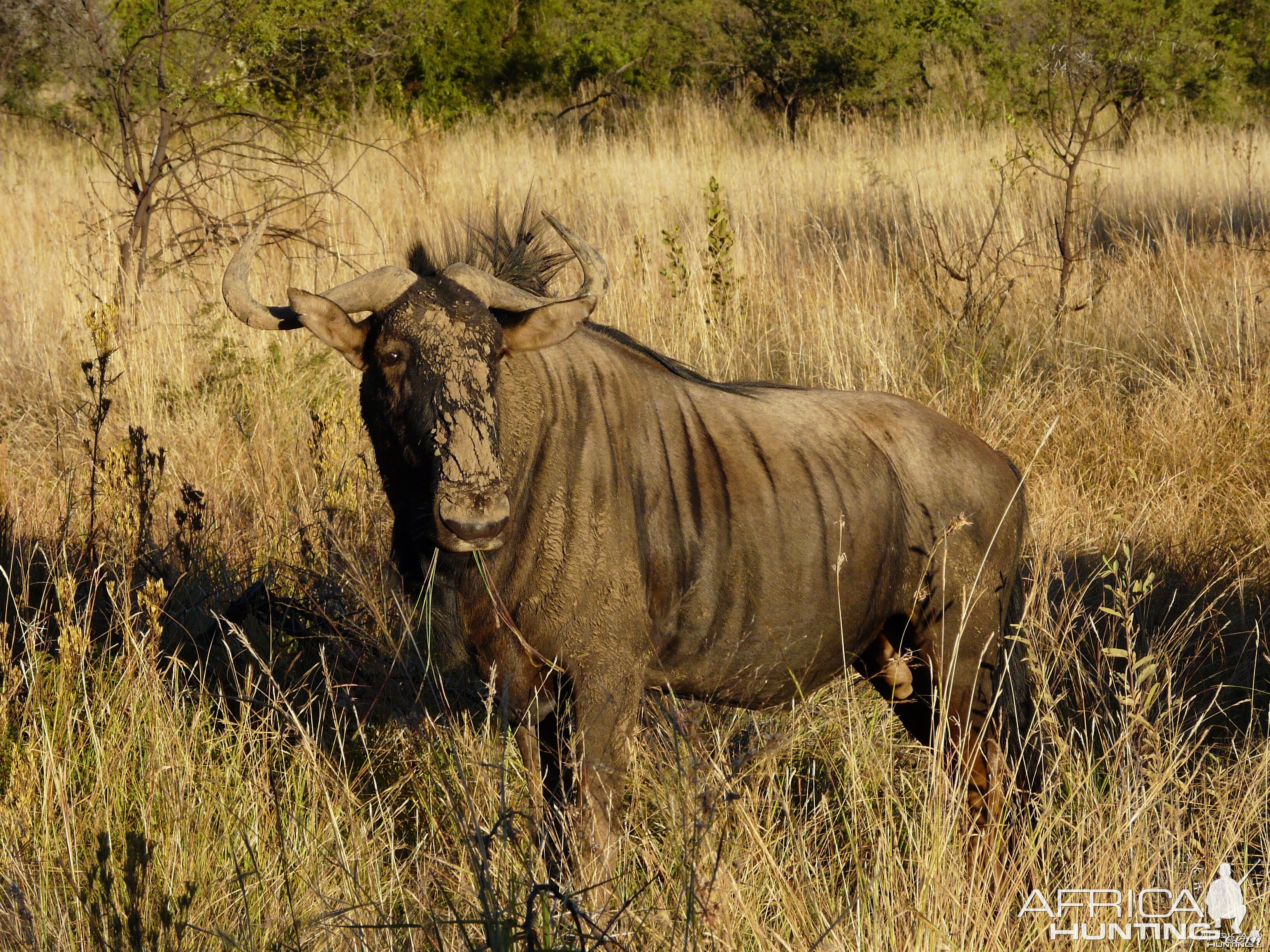 Blue Wildebeest