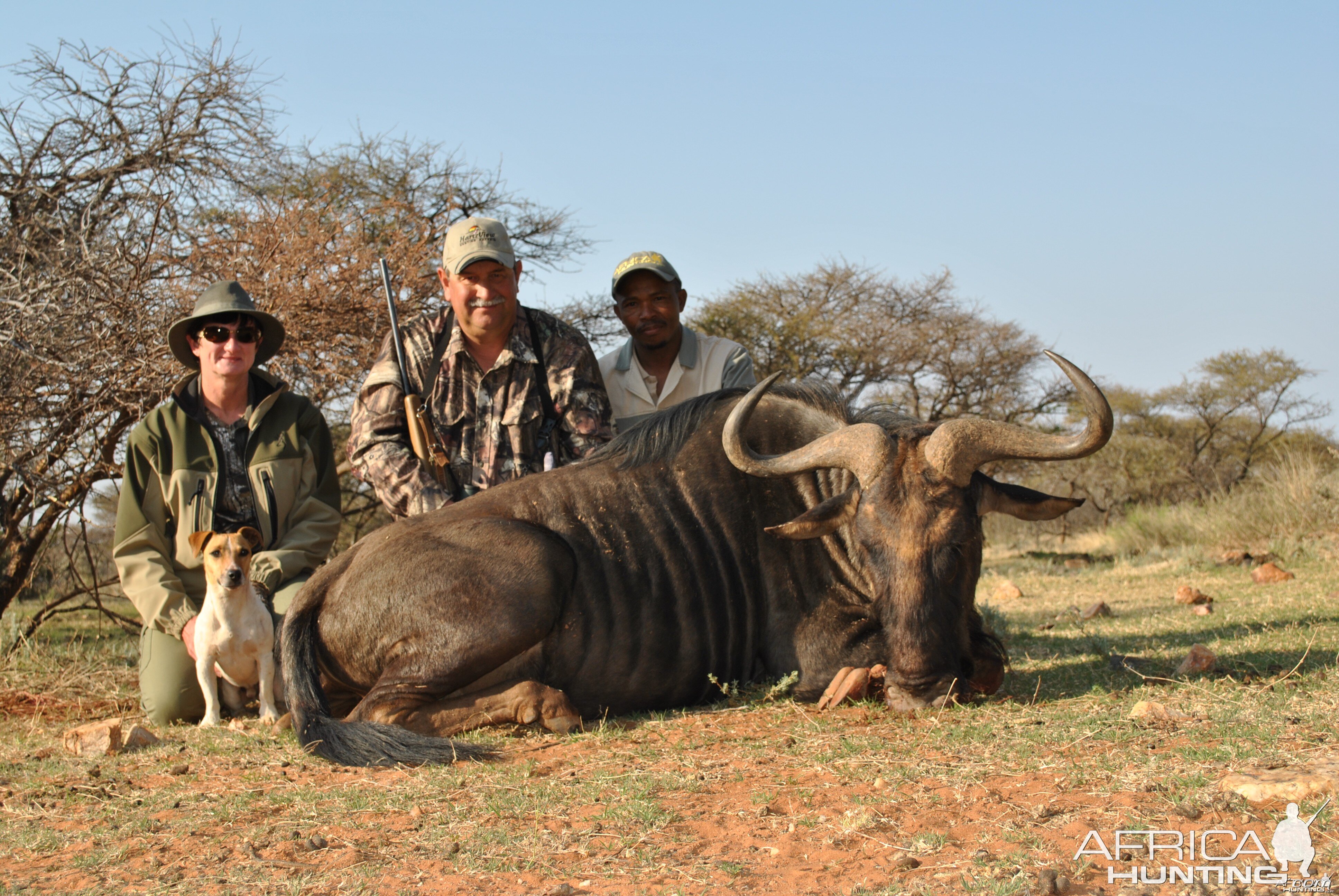 Blue Wildebeest