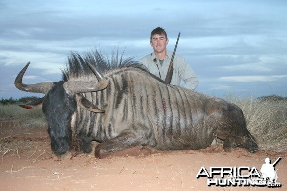 Blue Wildebeest