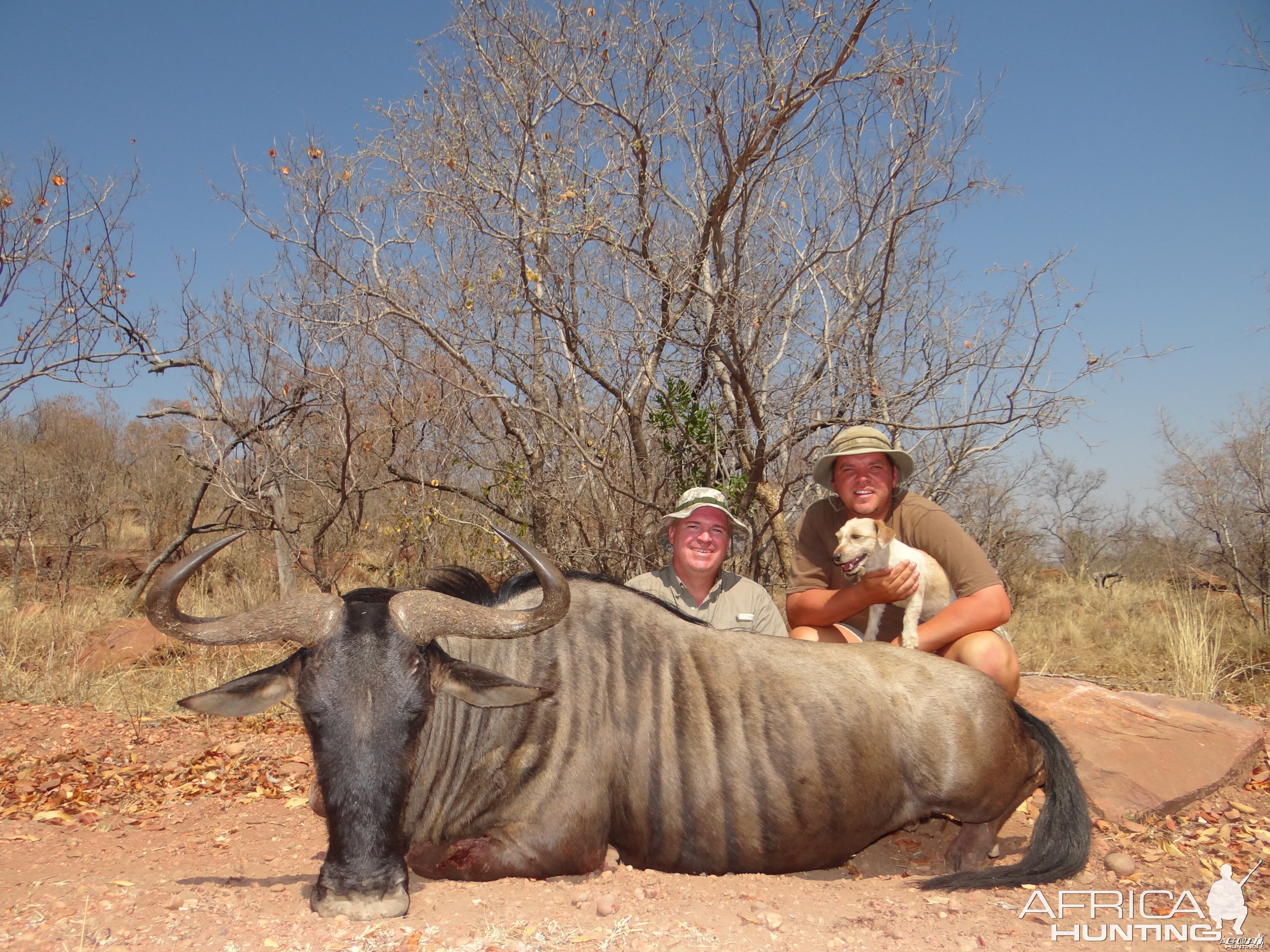 Blue Wildebeest