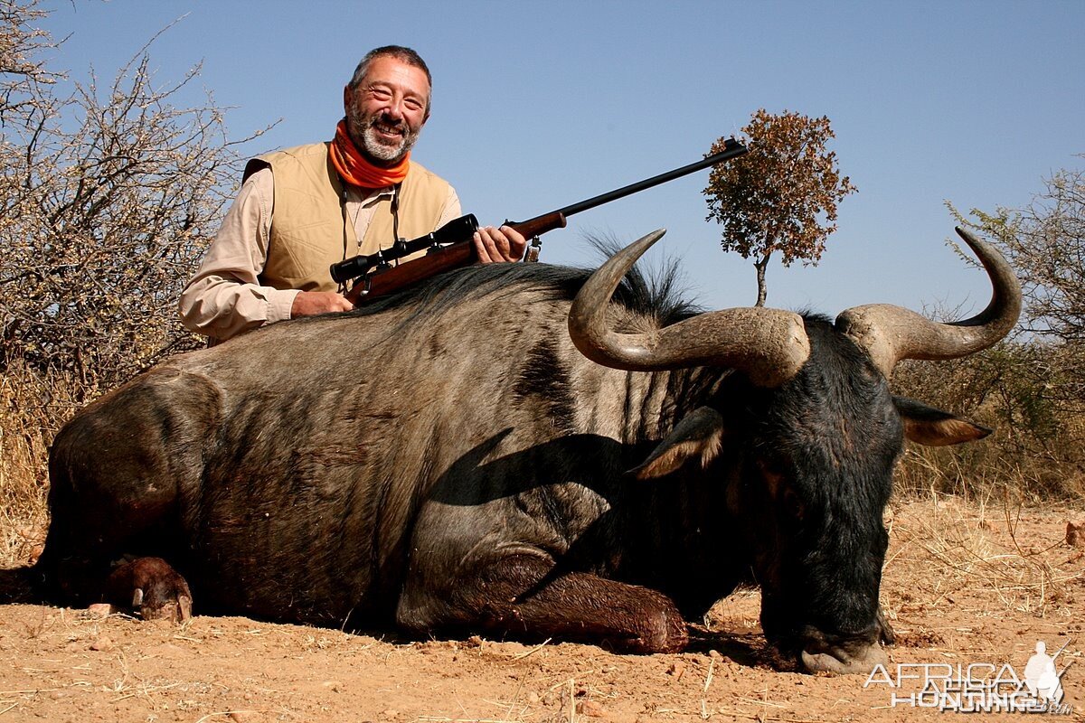 Blue Wildebeest