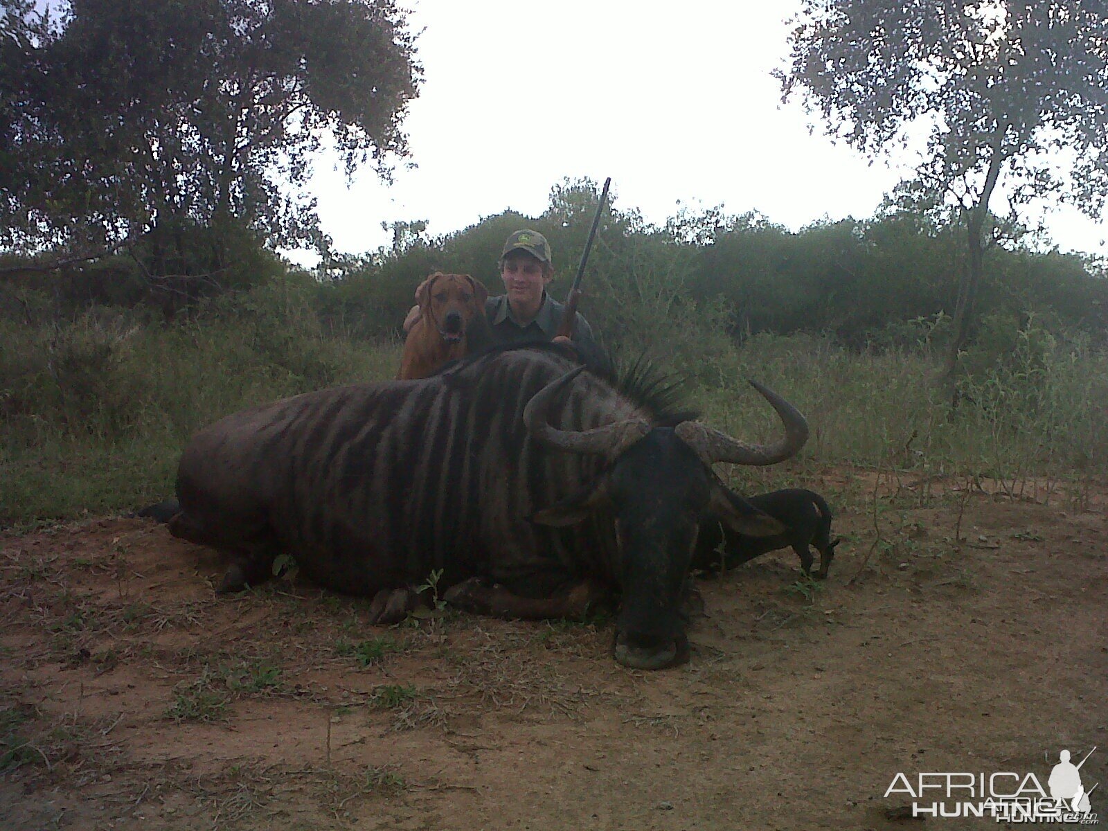 Blue Wildebeest