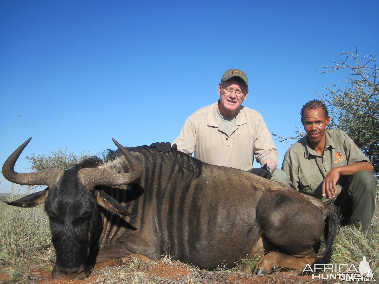 Blue Wildebeest