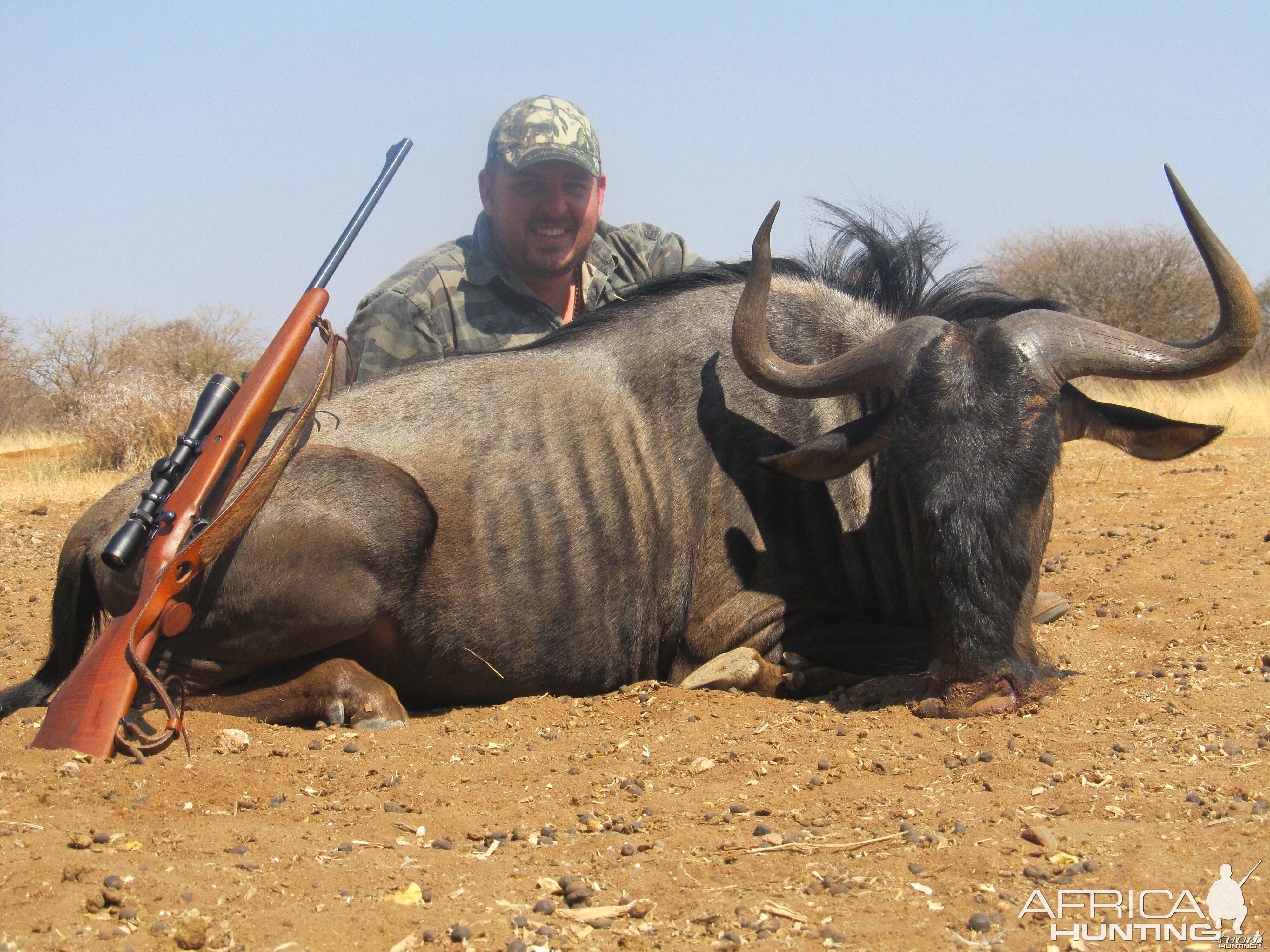 Blue Wildebeest