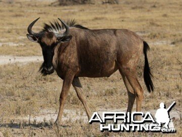 Blue Wildebeest