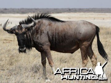 Blue Wildebeest