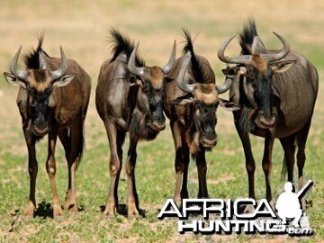 Blue Wildebeest