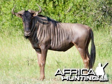 Blue Wildebeest