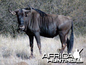 Blue Wildebeest