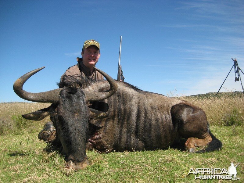 Blue Wildebeest