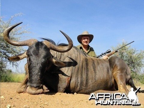 Blue Wildebeest