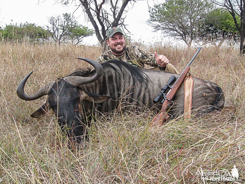 Blue Wildebeest