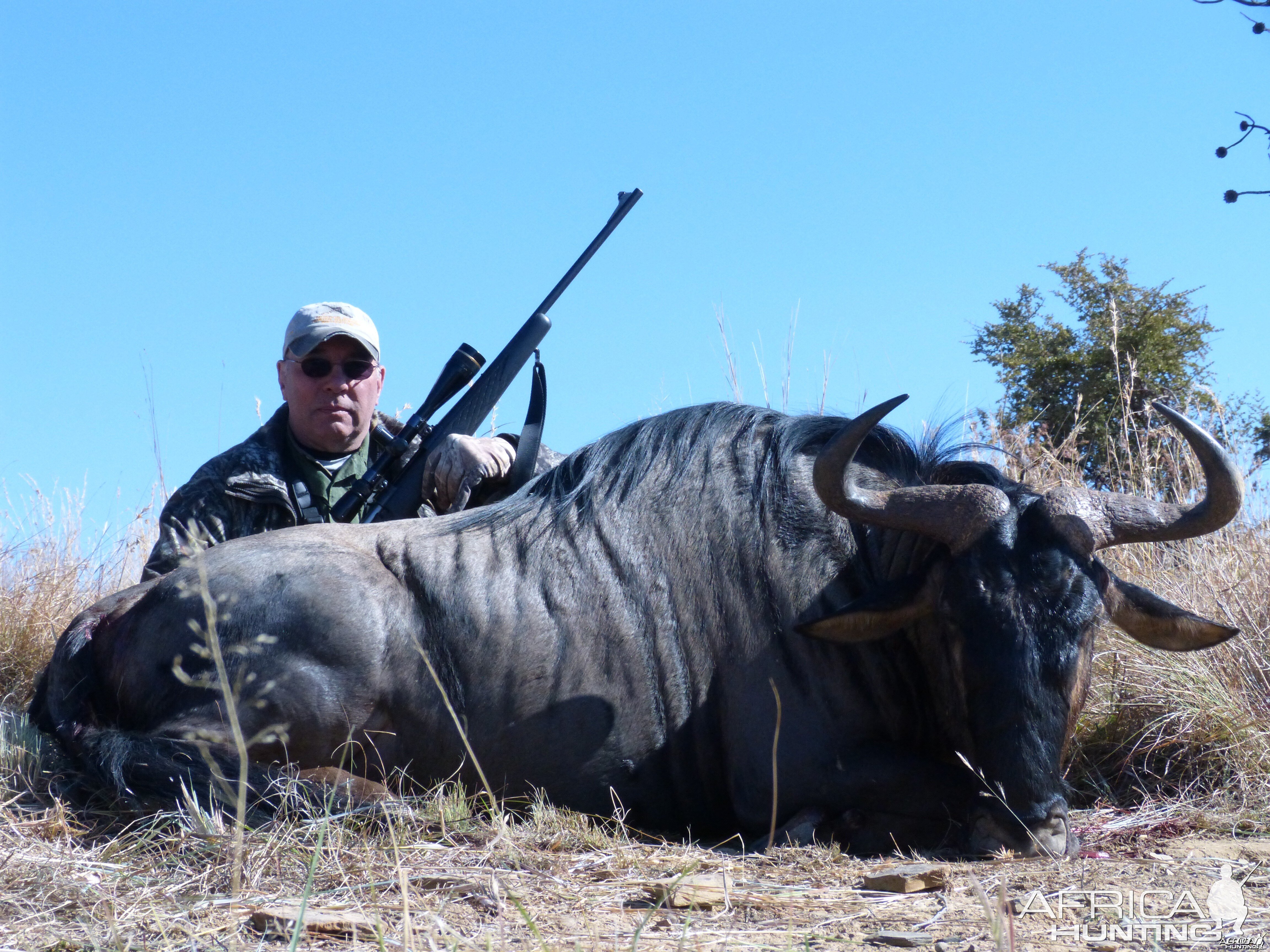 Blue Wildebeest