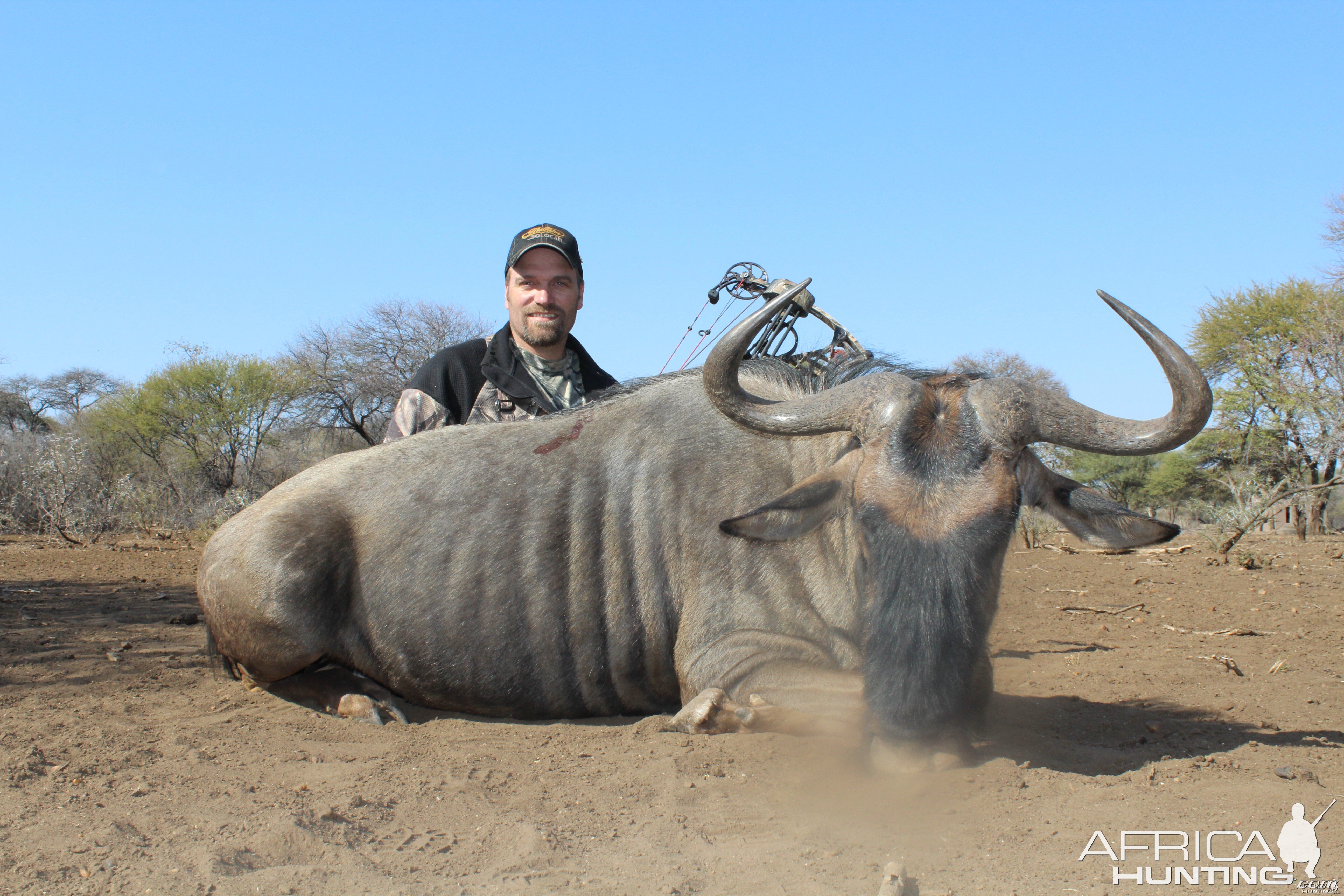 Blue Wildebeest