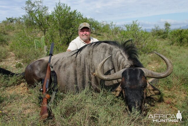 Blue Wildebeest