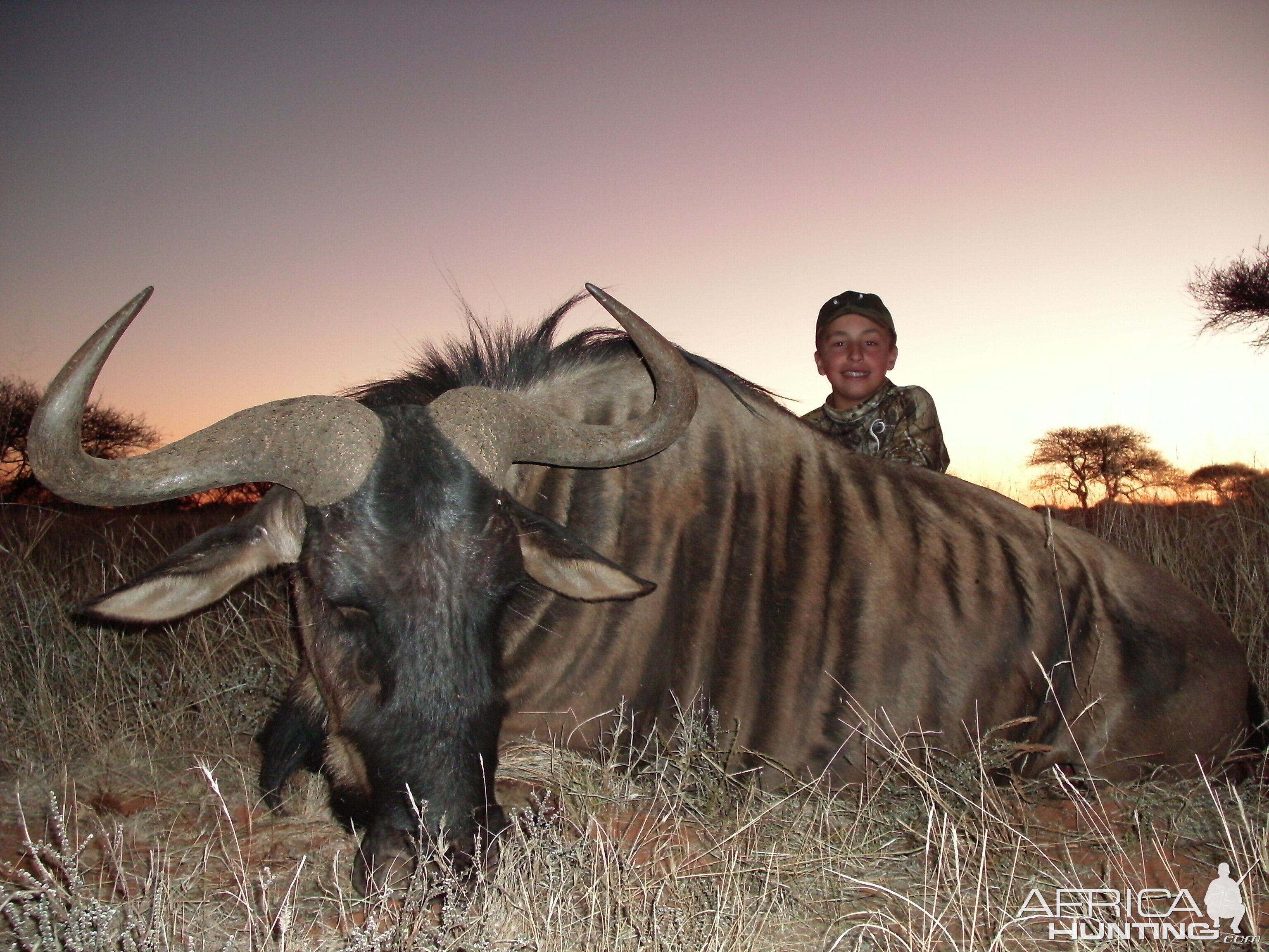 Blue Wildebeest