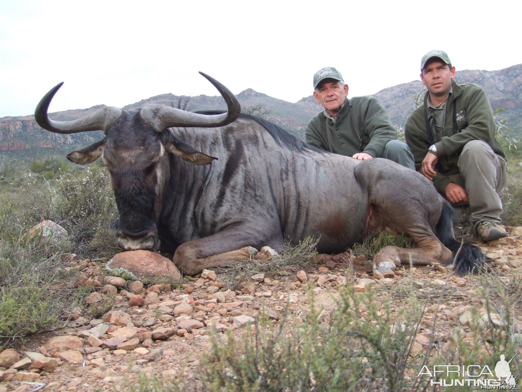 Blue Wildebeest