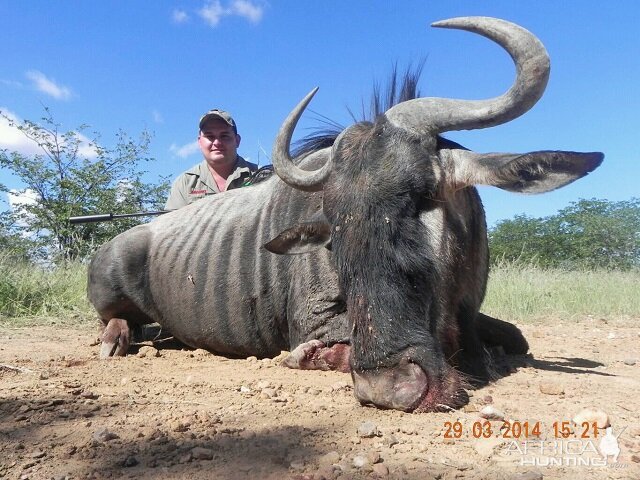 Blue Wildebeest