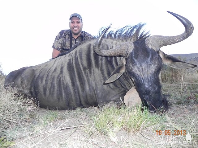 Blue Wildebeest