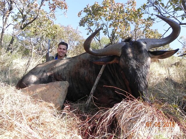 Blue Wildebeest