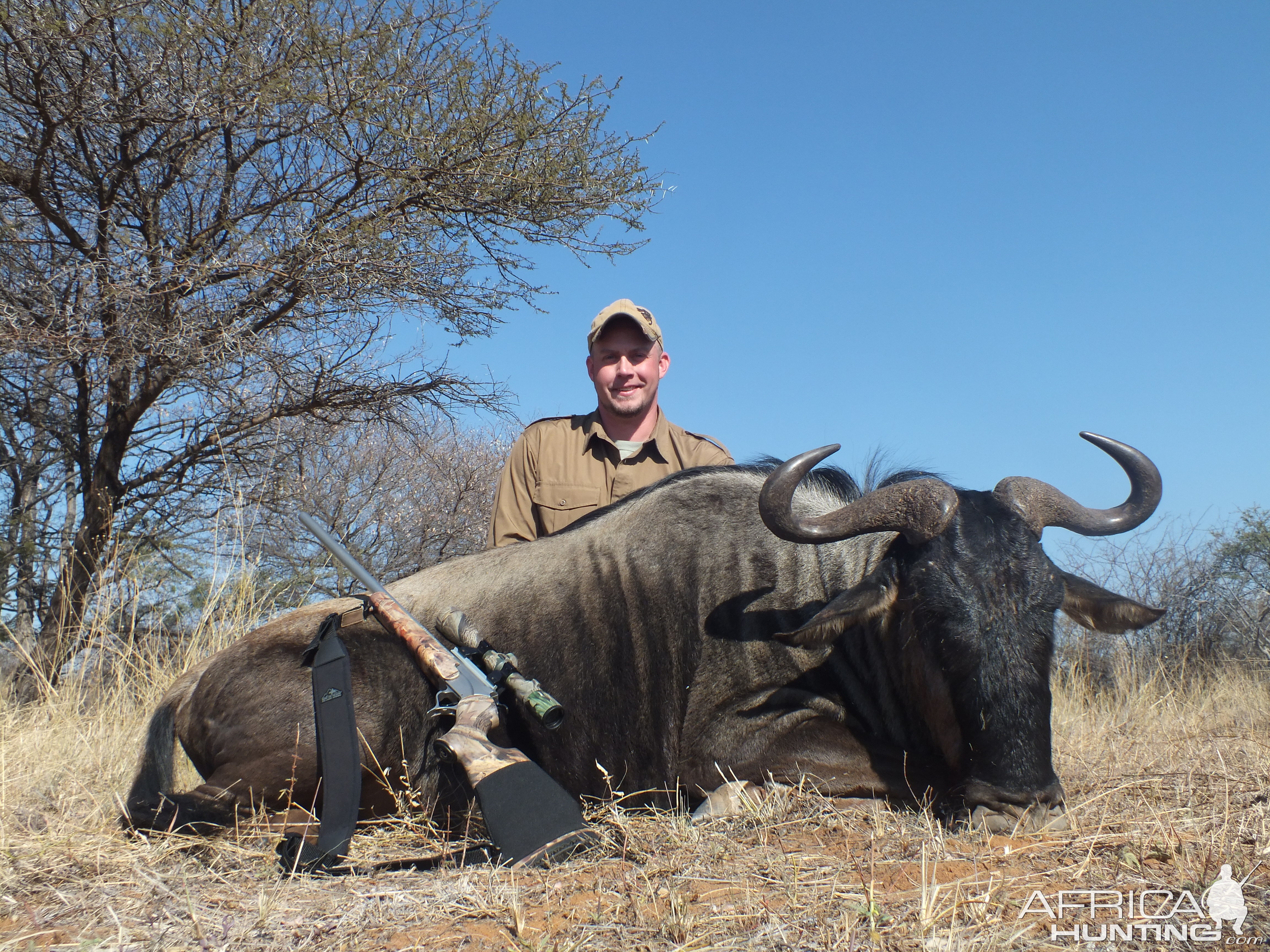 Blue wildebeest