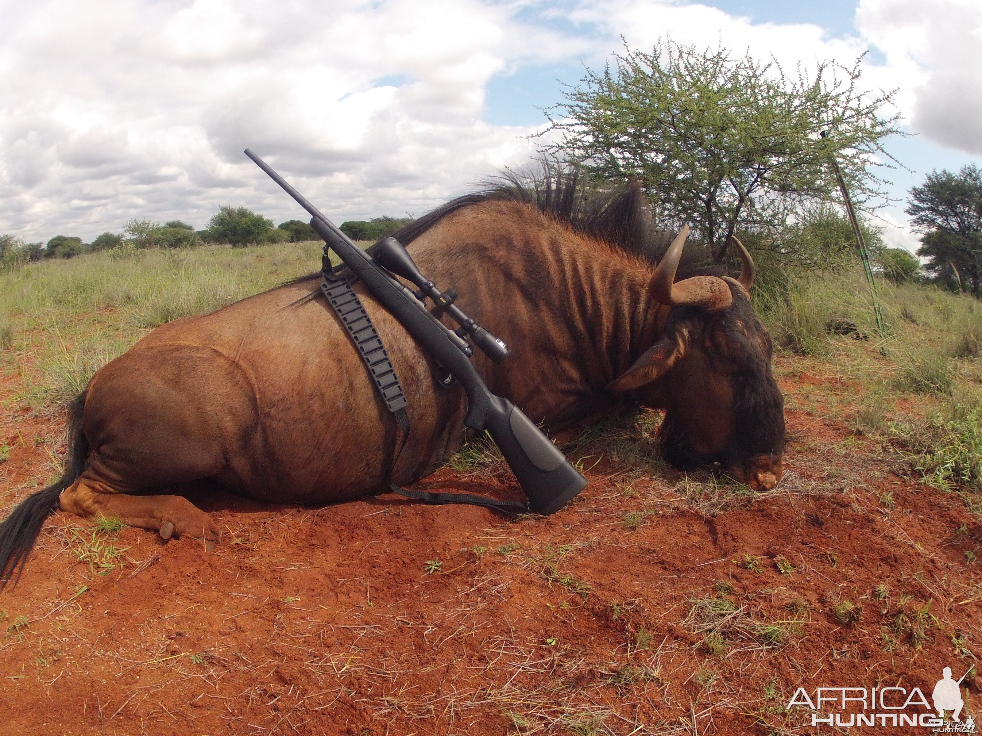 Blue Wildebeest