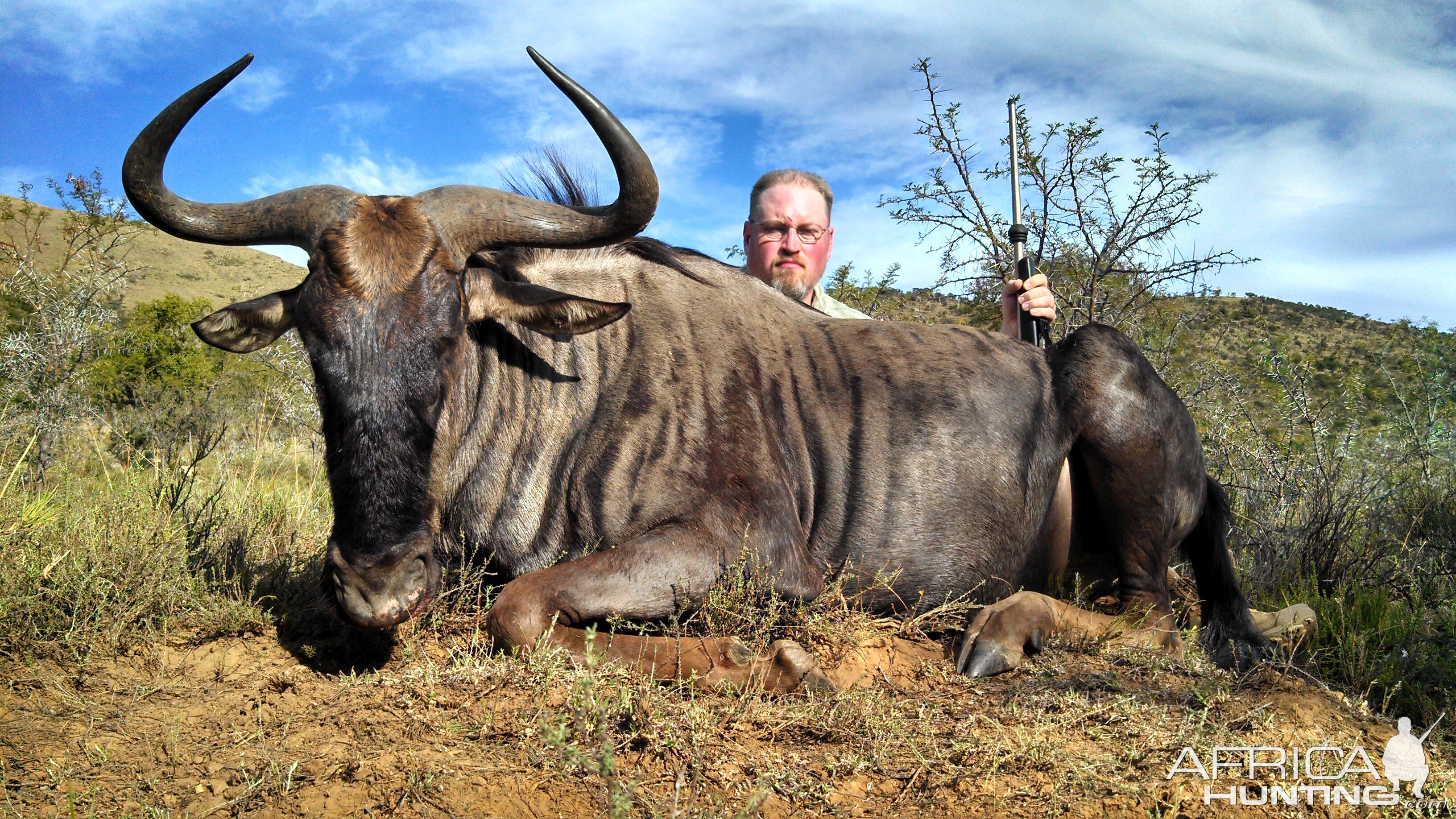 Blue Wildebeest