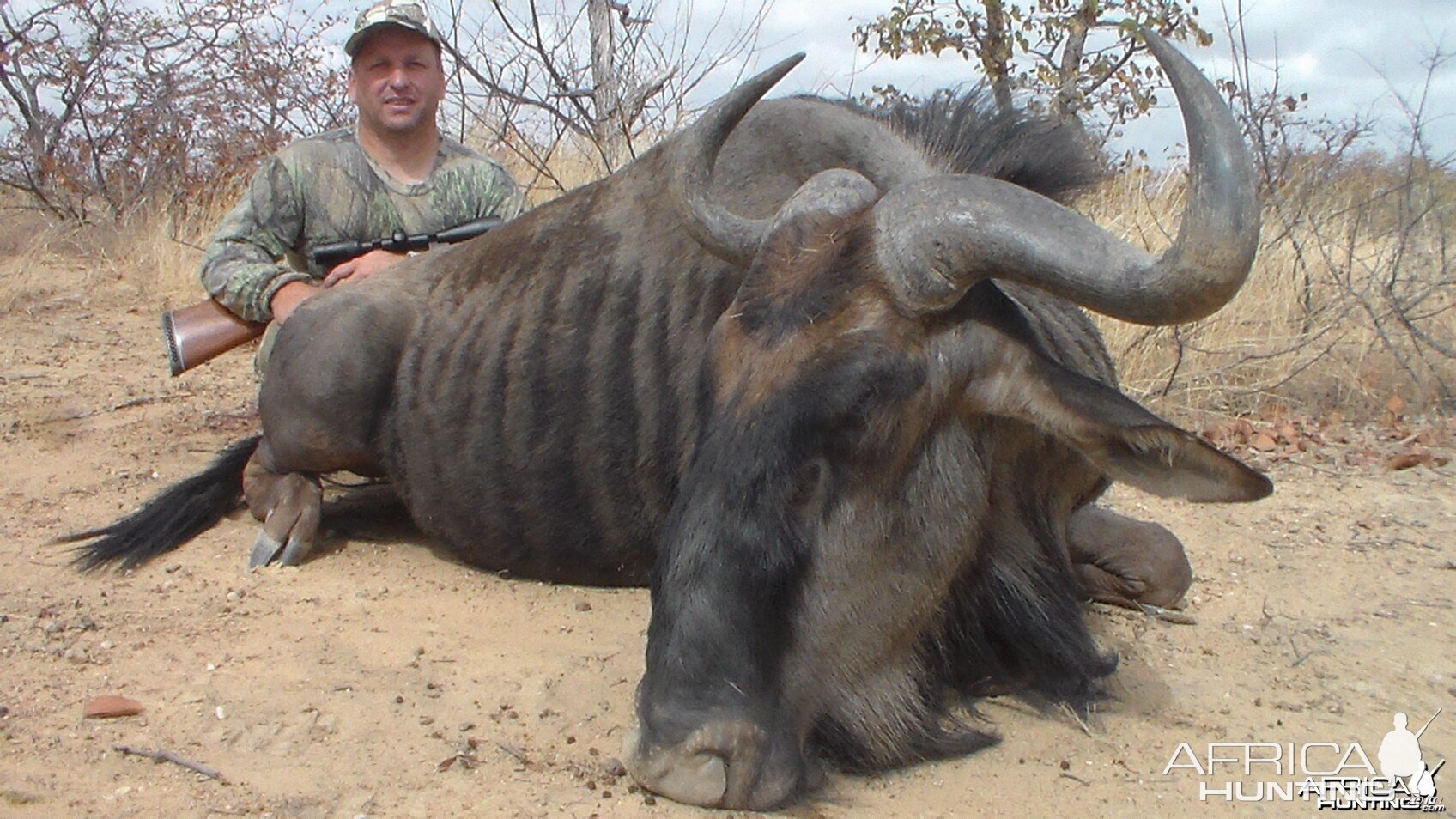 Blue Wildebeest