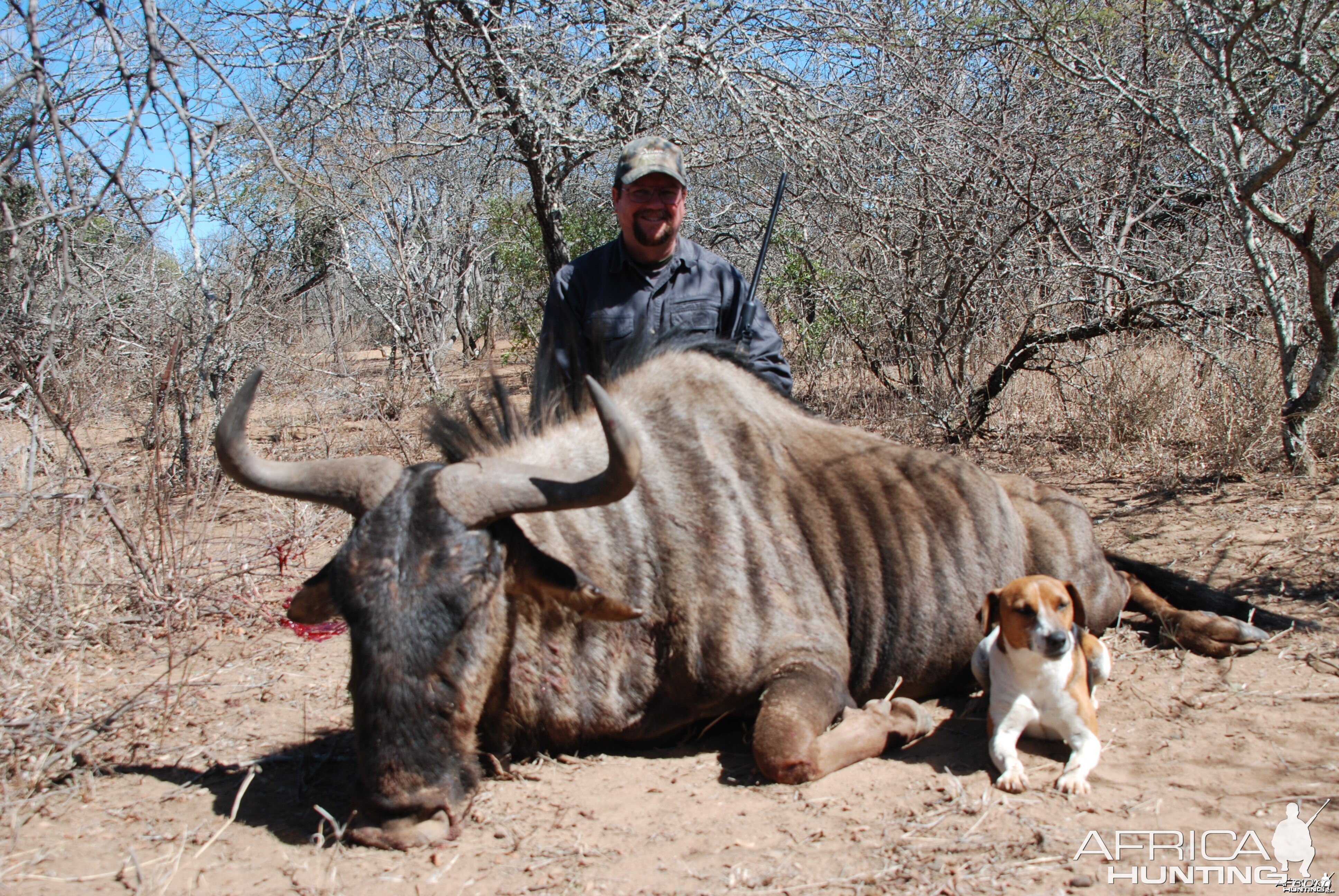 Blue Wildebeest