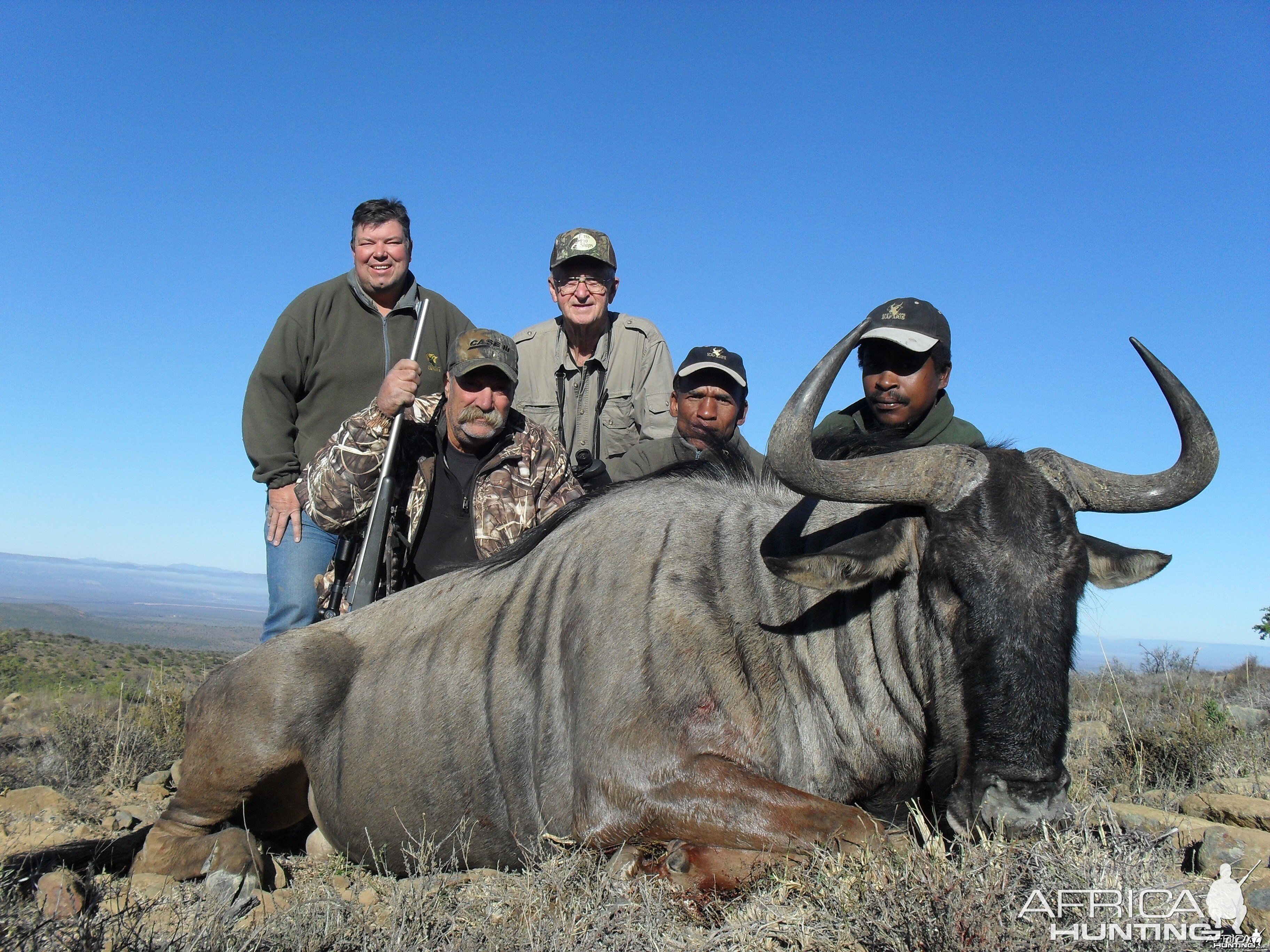 Blue Wildebeest