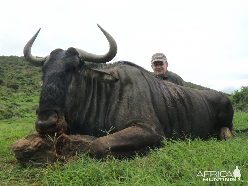 Blue WildeBeest