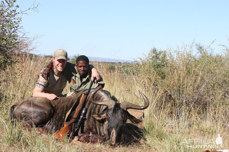 Blue Wildebeest