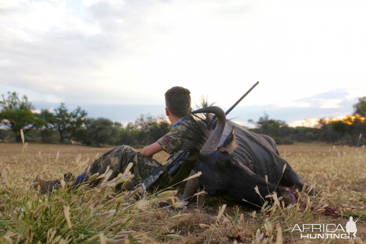 Blue Wildebeest