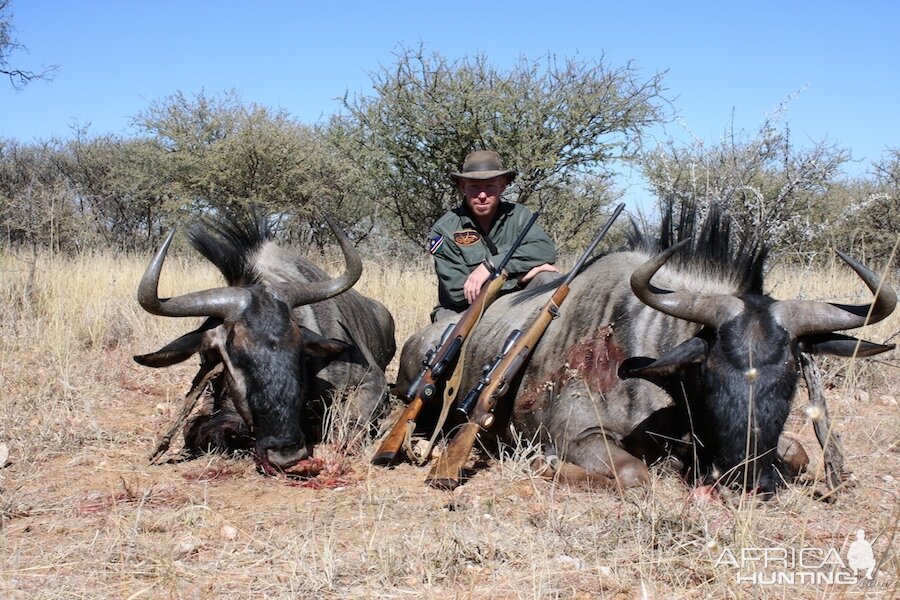 Blue Wildebeest