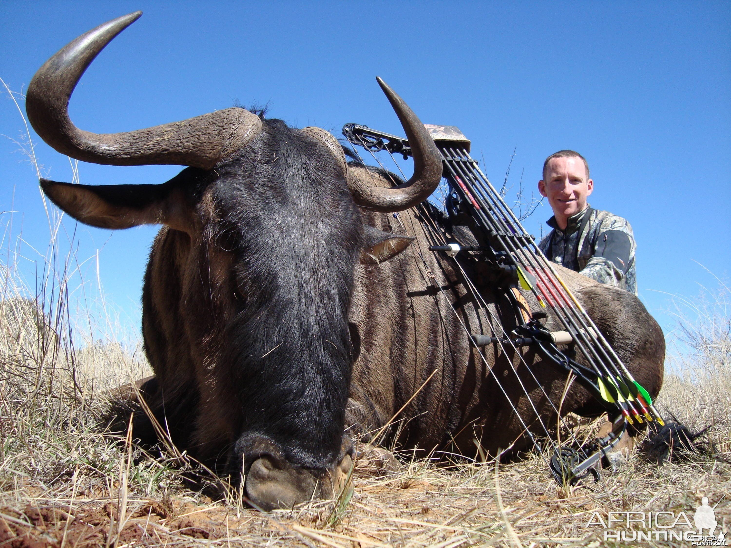 Blue Wildebeest