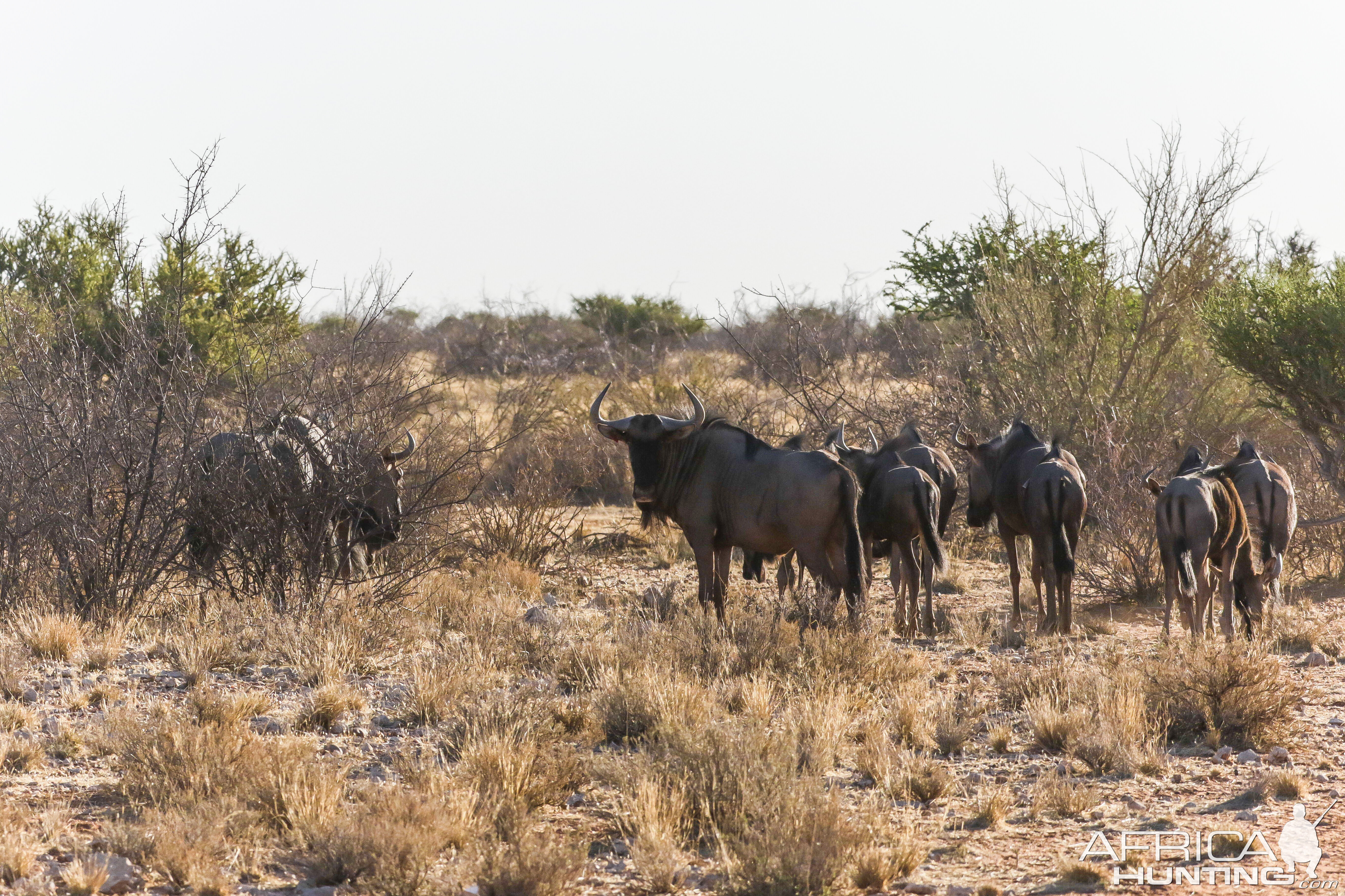 Blue Wildebeest