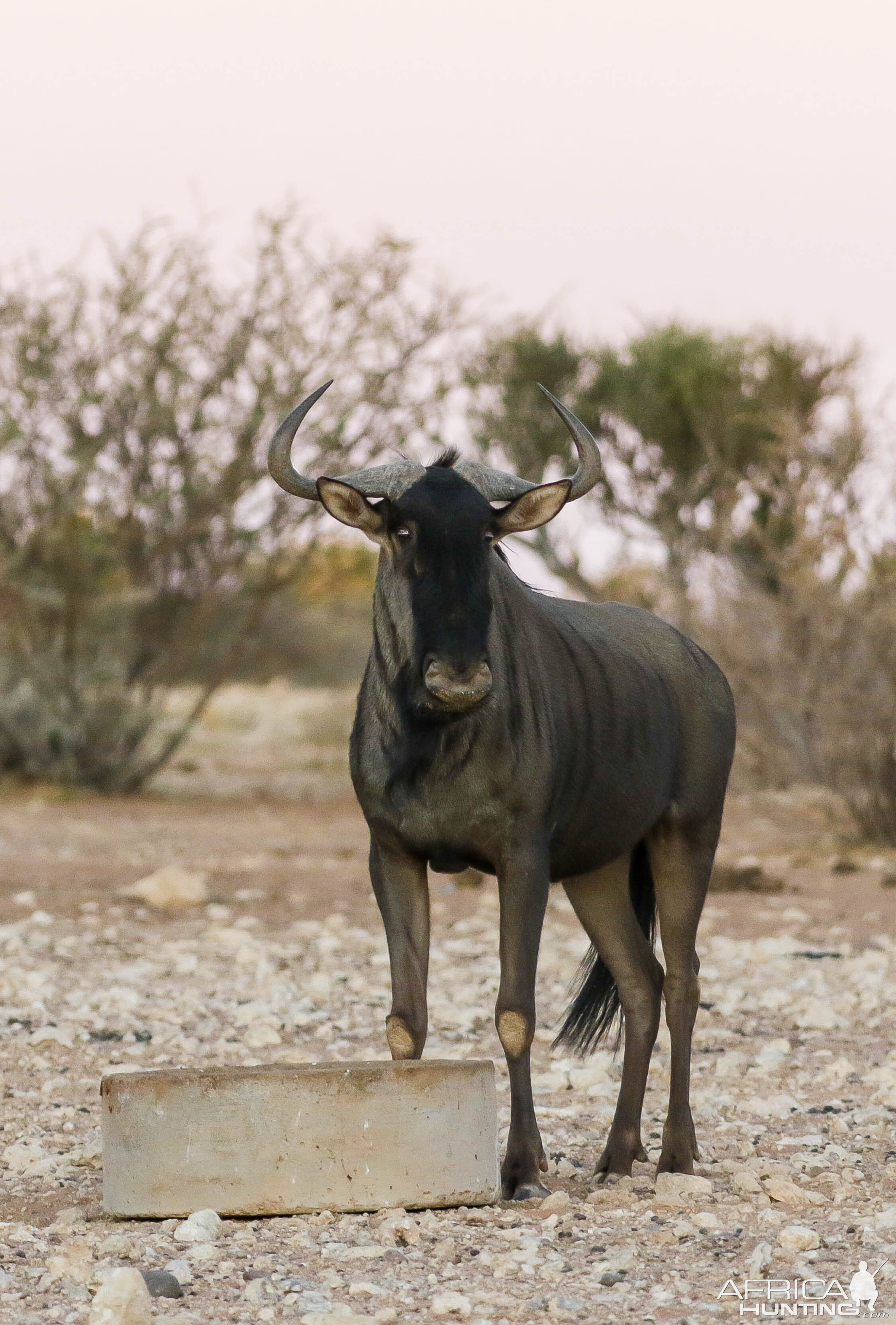 Blue Wildebeest