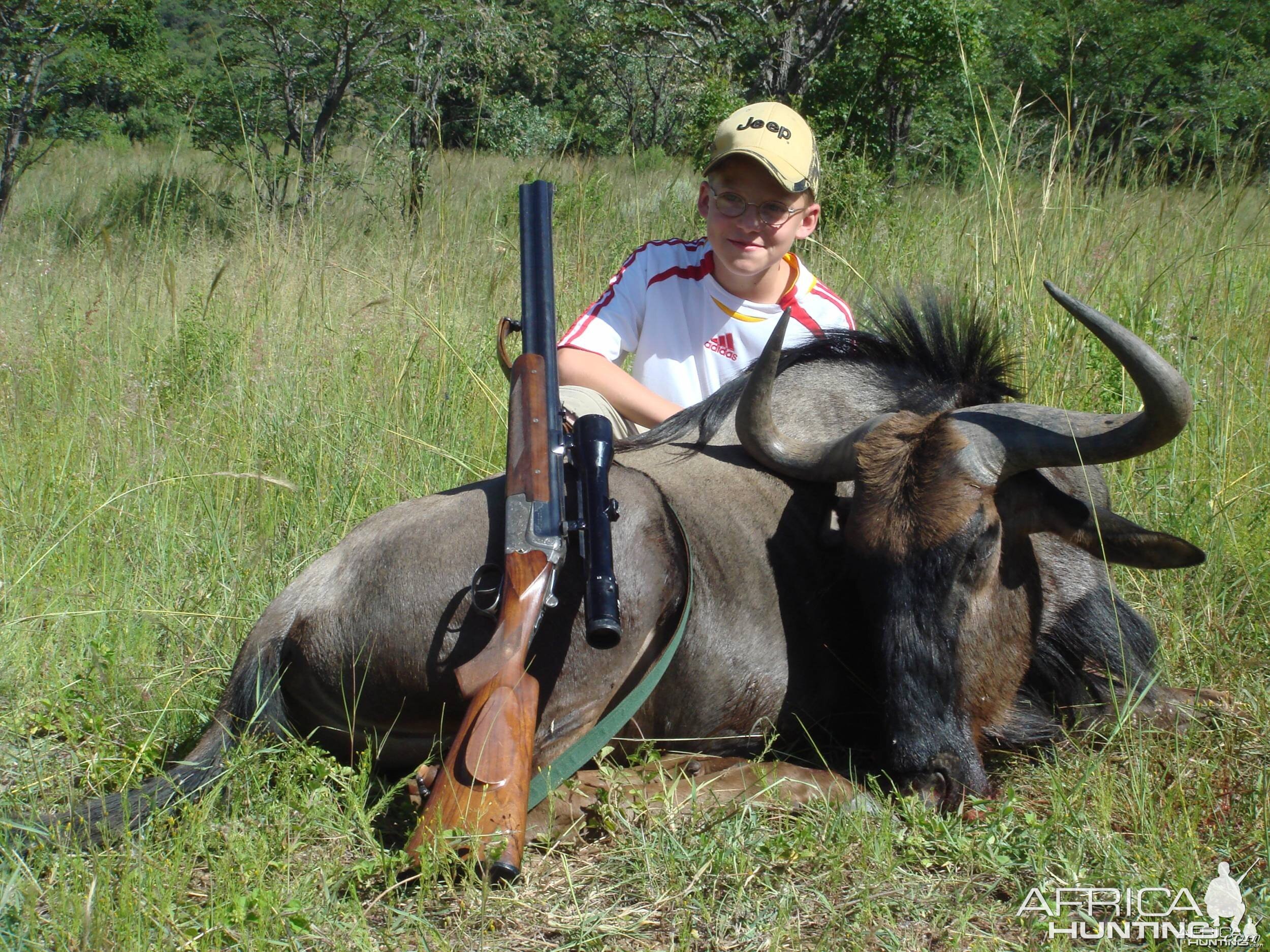 Blue Wildebeest