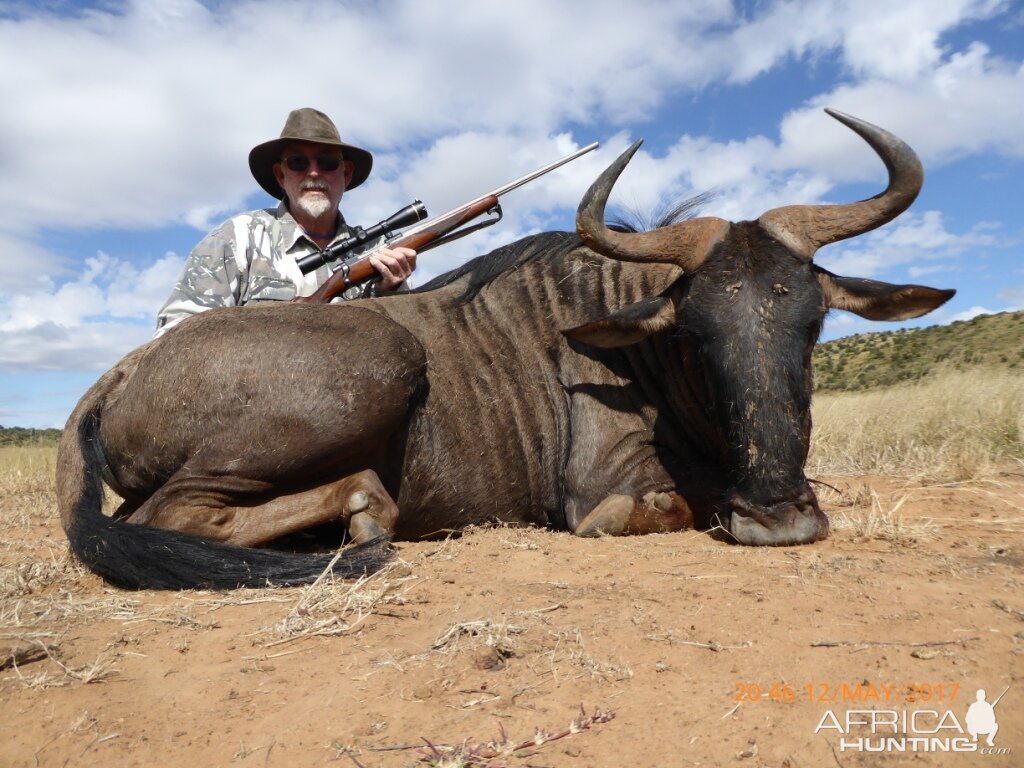 Blue Wildebeest