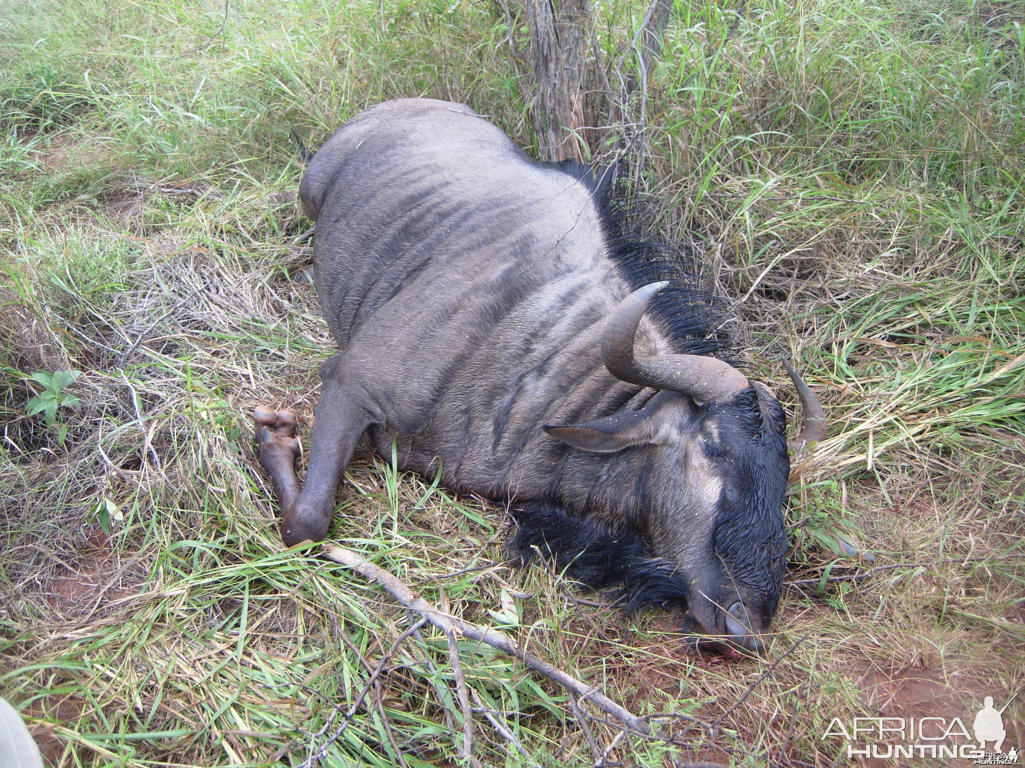 Blue Wildebeest