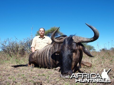 Blue Wildebeest