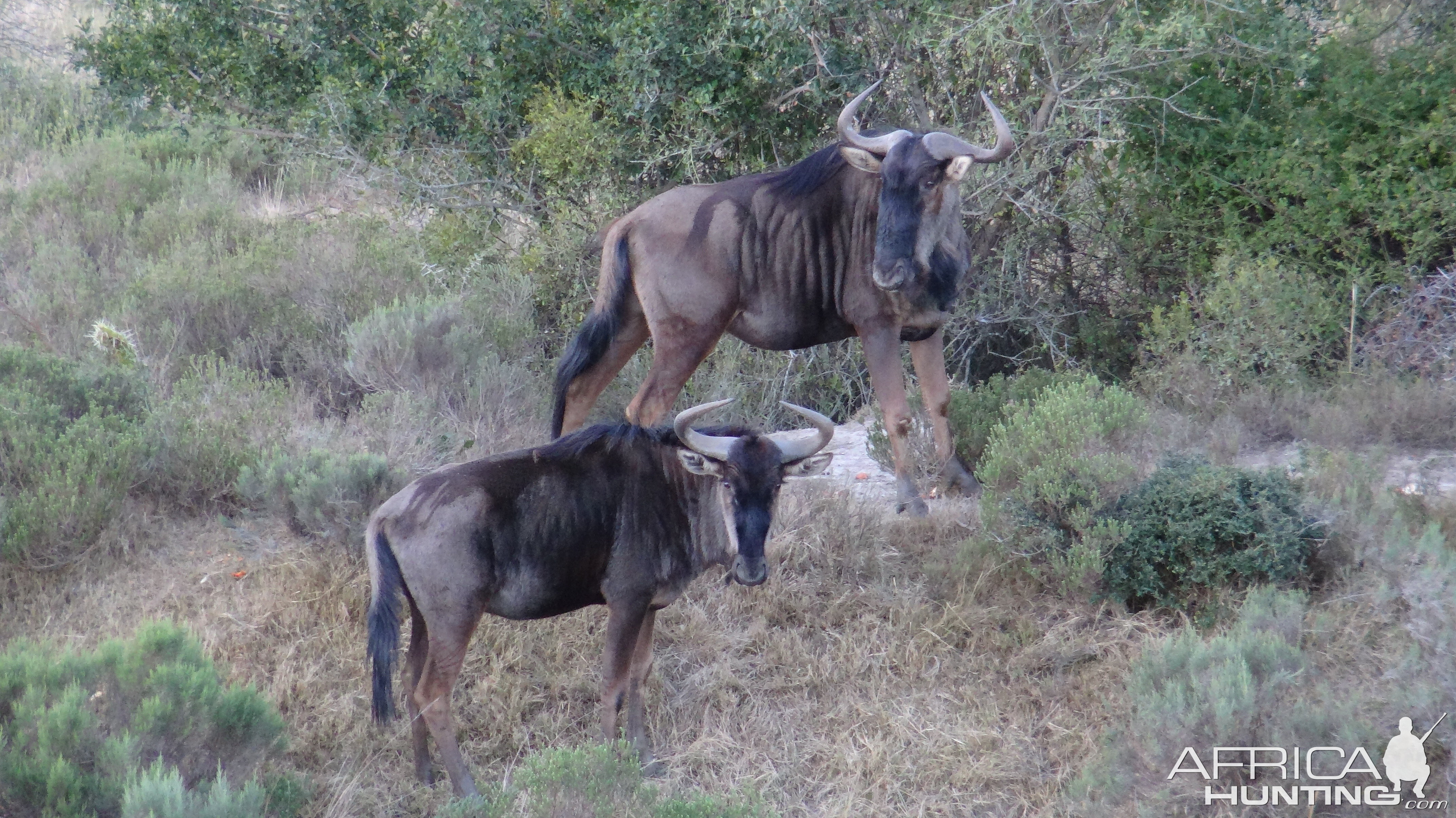 Blue Wildebeest