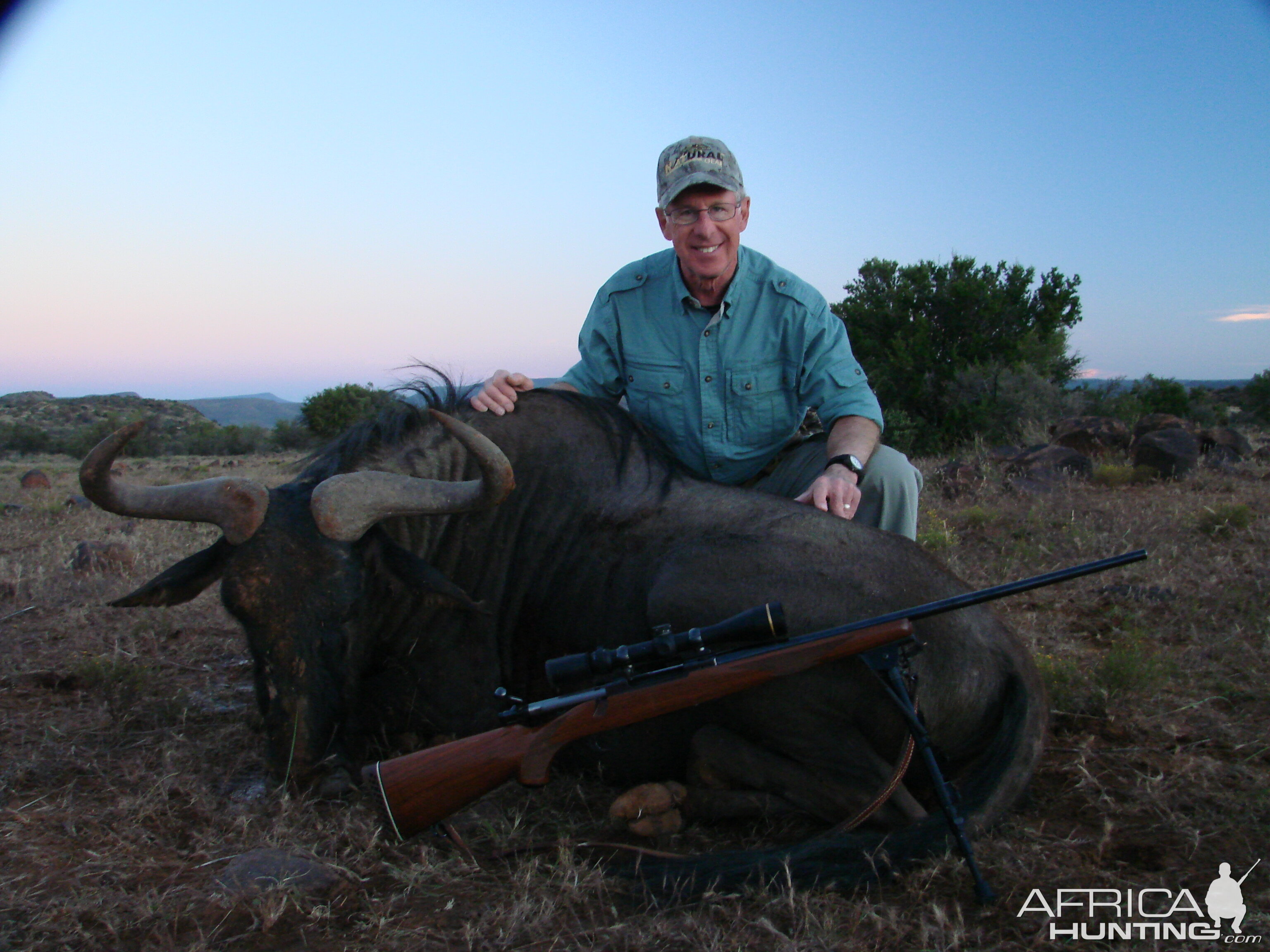 Blue Wildebeest