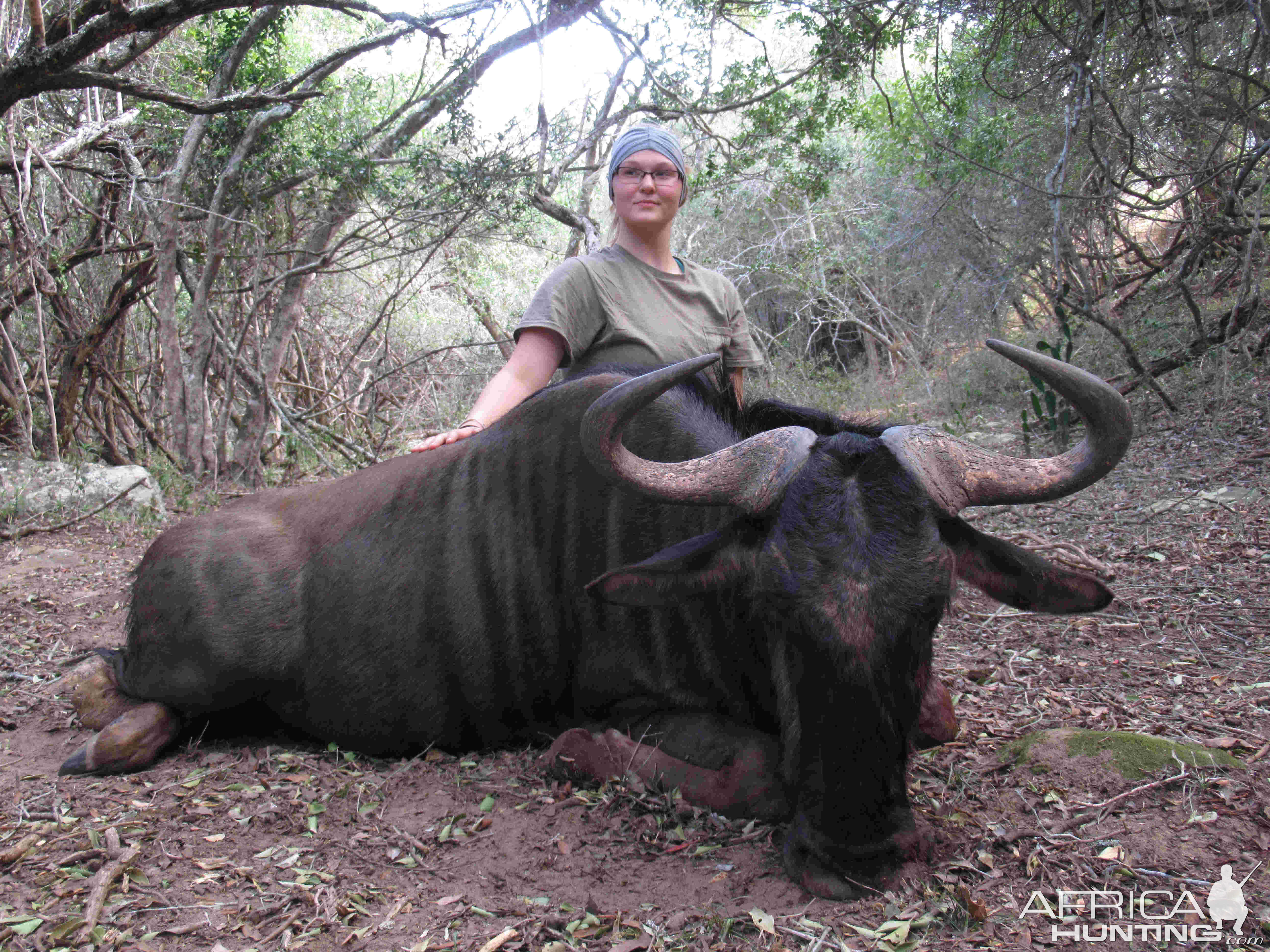 Blue Wildebeest